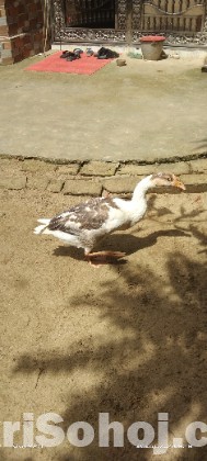 রাজহাঁস